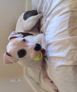 Tourna Mesh Carry Bag of 18 Tennis Balls 27 71RAVa3sZxL