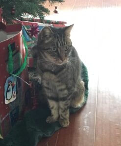 Greenies FELINE GREENIES SMARTBITES HEALTHY INDOOR Natural Treats for Cats, Chicken Flavor, 2.1 oz. Pouch 2.1 Ounce (Pack of 1) 29 71RBifT00rL