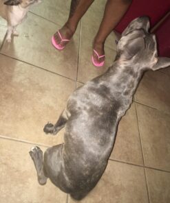 Muscle Bully Gains - Mass Weight Gainer for Dogs, Whey Protein, Flax Seed (for Bull Breeds, Pit Bulls, Bullies) Increase Healthy Natural Weight, Made in The USA (90 Servings) 90 Servings 49 71RCkolhksL