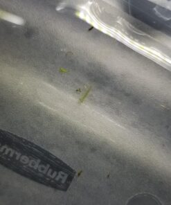 Ramshorn Snails, Algae Eater, Live Snails for Freshwater Aquariums - 1/8 to 1/2 inch (10 Snails) 10 Snails 13 71RJp2HISUL