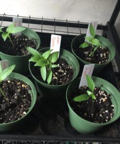 TeaDrops Organic All Purpose Plant Fertilizer – 16 Liquid Indoor House Plant Food Packets – Make up to 32 Gallons (Easy use in Watering Can & Containers, Ecofriendly) All Purpose Fertilizer 62 71RNul6VpkL