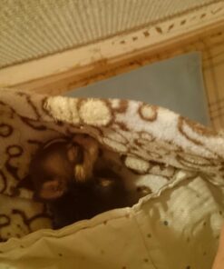 Sunbeam Heating Pad for Pain Relief | Standard Size Ultra Heat, 3 Heat Settings | Light Blue, 12 Inch x 15 Inch UltraHeat, 12 x 15 50 71RSDX3IVFL