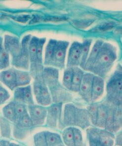 SWIFT SW350T 40X-2500X Magnification, Siedentopf Head, Research-Grade Trinocular Compound Lab Microscope with Wide-Field 10X and 25X Eyepieces, Mechanical Stage, Abbe Condenser, Camera-Compatible 42 71RW9XwOy4L