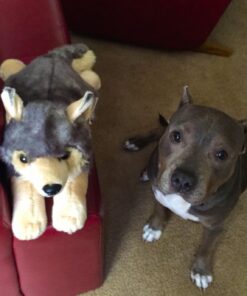 Aurora® Adorable Miyoni® Wolf Stuffed Animal - Lifelike Detail - Cherished Companionship - Gray 16 Inches 21 71RWYjIxRUL