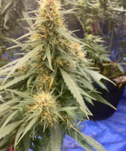 Humboldts Secret Set of A & B Liquid Hydroponics Fertilizer - World's Best Nutrient System – Hydroponic Nutrients for Outdoor, Indoor Plants – Supports Vegetative and Flowering Stages of Plants 32 Ounce 34 71RWZeI TL