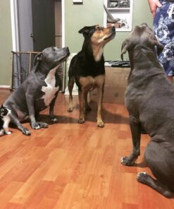 Reef Women's Sandy Flip-Flop 8 Black/Black 32 71RXEr4eyVL