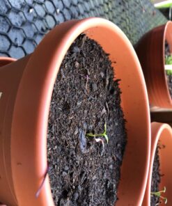 (12) Variety Pack Herb Garden Seeds | Basil, Cilantro, Parsley & More | ~4,000 Non GMO Heirloom Seeds | Survival Food for Survival Kits Gardening Gifts & Emergency Supplies by Open Seed Vault Herb Kit 12 pack 34 71RblZr4UyL