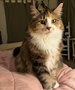 Wellness Kittles Crunchy Natural Grain Free Cat Treats, Salmon & Cranberry, 2-Ounce Bag 2 Ounce (Pack of 1) 33 71Rcn0mCEwL 1