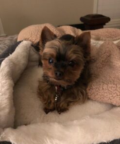 Jerky Treats Tender Beef Strips Dog Snacks 3.75 Pound (Pack of 1) 27 71ReqIv2jNL