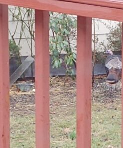 Petfactors Heated Pet Bowl, Outdoor Pet Thermal Water Bowl, Dog Cat Heated Water Bowl with 69 Inch Chew Resistant Cord and Waterproof ON/Off Switch Camouflage 30 71RhAo3yLL