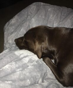 Degrees of Comfort Washable Weighted Blanket with Removable Cover Twin Size, 1 x Cozyheat Minky Plush Cover Included, Micro Glass Beads Technology, 48x72 15 lbs Grey 48x72" 15lbs Grey | 1 Cover 29 71RiaHQ71IL