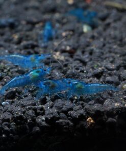 Blue Velvet Shrimp - Live Shrimp for Freshwater Aquariums or Tanks - Live Arrival Guarantee (10 Shrimp) 10 Shrimp 26 71RiqVNGaqL