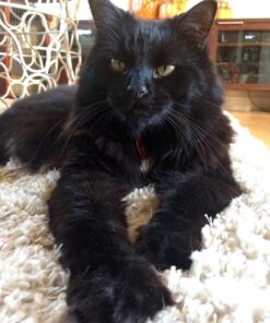 The Amazing Afterlife of Animals: Messages and Signs From Our Pets On The Other Side 19 71Rn2U23vL