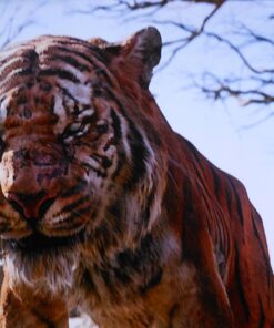 The Jungle Book (BD + DVD + Digital HD) Blu-ray August 30, 2016 30 71Rn9CNA3nL