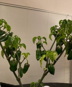 General Hydroponics MaxiGro Plant Food For Vigorous Growth, 2.2 lb 65 71RqsVTIu1L