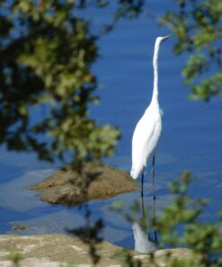 Nikon COOLPIX L840 Digital Camera with 38x Optical Zoom and Built-In Wi-Fi (Red) Red Base 39 71RsQzcFdNL