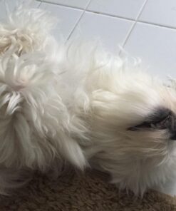 Bodhi Dog Anti Itch Spray | Natural Soothing Relief for Dry, Itchy, Bitten or Allergy Damaged Skin Treatment | Anti Itch Spray for Dogs & Cats | Made in USA (Oatmeal, 8 oz) 8oz 26 71RtT2guA3L 1