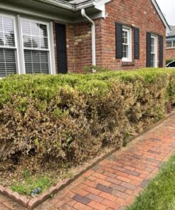 Lawnlift Ultra Concentrated (Green) Grass Paint 16oz. = 1.375 Gallons of Product. 43 71RwhZo56AL