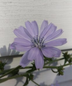 Seed Needs, Chicory Seeds - 500 Heirloom Seeds for Planting Cichorium intybus - Blue Floweres/Wildflowers, Non-GMO & Untreated, Italian Dandelion (2 Packs) 2 Packs (1,000 Seeds) 16 71RwlvZspBL