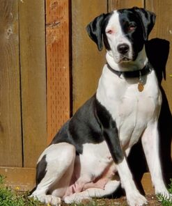 Zack & Zoey Nor'Easter Blanket Coat, X-Large, Red 1 36 71RxcvHqxrL 1