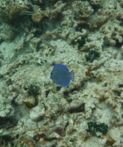 Fujifilm FinePix XP80 Waterproof Digital Camera with 2.7-Inch LCD (Yellow) Yellow 90 71RyMA4t LL