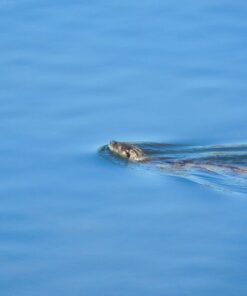 Nikon COOLPIX L840 Digital Camera with 38x Optical Zoom and Built-In Wi-Fi (Red) Red Base 40 71S ixH6G L