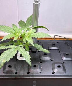 Indoor Garden Hydroponics Growing System, DUESI Upgrade 12 Pods Plant Germination Herb Kit with LED Grow Light, Hydrophonic Planter Grower Harvest Vegetable Lettuce for Hydroponic Gardeners (12 Pods) 52 71S3GwyOpAL