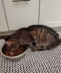 SHEBA PERFECT PORTIONS Paté Adult Wet Cat Food Trays (24 Count, 48 Servings), Savory Chicken and Roasted Turkey Entrée, Easy Peel Twin-Pack Trays 1.32 Ounce (Pack of 24) 32 71S4X x84oL