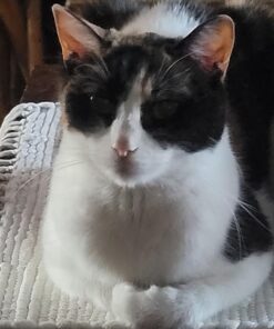 Little Giant® Plastic Utility Pan | Feed Pan | Durable & Versatile Livestock Feeding Bucket | Made in USA | 3 Gallon | Green 21 71S8YBjUlL