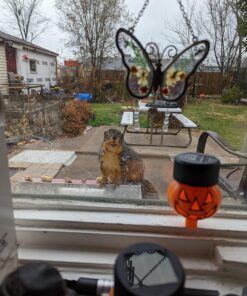 Raw California Walnuts In Shell – Premium Quality Whole & Unsalted Walnuts By We Got Nuts – Natural Healthy Snack For The Whole Family – Oil-Free & Diet-Friendly Flavor – Air-Tight Resealable Bag Package – 4 lbs 27 71SCCU sf9L