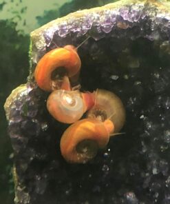Ramshorn Snails, Algae Eater, Live Snails for Freshwater Aquariums - 1/8 to 1/2 inch (10 Snails) 10 Snails 15 71SCSsXZjkL