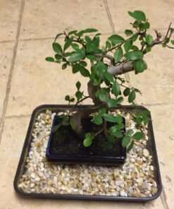 9GreenBox Chinese Elm Bonsai Tree Style 8 49 71SDh1nK4RL