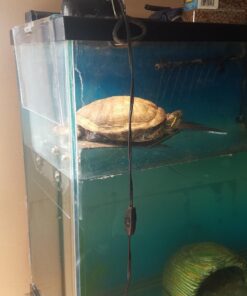 OASIS #64226 Turtle Ramp - Large 16-Inch by 11-Inch by 4-1/2-Inch, Black 50 71SHhloHzL