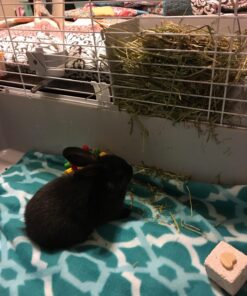 Kaytee All Natural Timothy Hay for Guinea Pigs, Rabbits & Other Small Animals, 6 Pound 6 Pound (Pack of 1) 43 71SIWF2yEUL 1