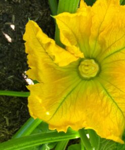 Castle Art Supplies 12 x 12ml Acrylic Paint Set | Value Beginner Set for Starters or Adult Artists | Quality Intense Colors | Smooth to Use on Range of Surfaces | In Neat Presentation Box 12 Count (Pack of 1) 38 71SJiqwagsL