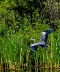 Nikon D7000 DSLR (Body Only) (OLD MODEL) Body Only Base 41 71SKmI4TkeL