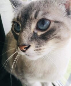 Purina Cat Chow Gentle Dry Cat Food, Sensitive Stomach + Skin - 13 lb. Bag 13.00 Pound (Pack of 1) 38 71SNGntJbpL