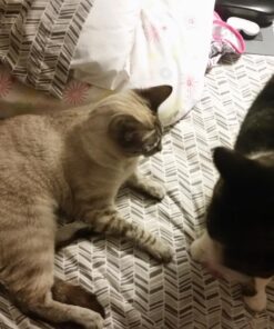 Bayer Expert Care Tapeworm Dewormer for Cats (3 count) 23 71SO7E5ErmL