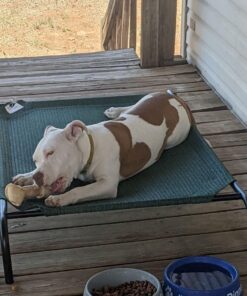 Coolaroo Gale Pacific The Original Cooling Elevated Dog Bed, Indoor and Outdoor, Large, Brunswick Green, 51.00" x 31.50" x 8.00" 51.0"L x 31.5"W x 8.0"Th 48 71SPjkLiqqL