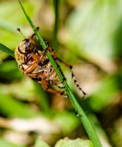 Meike MK-S-AF3B Auto Focus Extension Tube 10mm 16mm For Sony A7 A7M2 NEX 3 NEX 5 NEX 6 A6600 A5000 A6000 A6100 A6300 A6400 A6500 A9 47 71SRri6uIzL