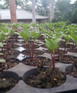 French Marigold Sparky Mix Seeds, Over 5,000 Seeds by Seeds2Go 24 71SRsJtRndL