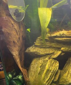 SunGrow Betta Leaves, 8”, 10 Pcs Beneficial Large Catappa Indian Almond Leaves for Overall Development in Fish Tank Aquarium, Water Conditioner Leaves Lower pH Large (8", 10 pack) 36 71STRSl0UAL