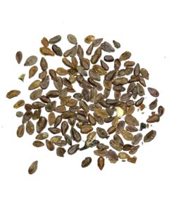 Seed Needs, Pink Swamp Milkweed Seeds for Planting (Asclepias incarnata) Heirloom, Open Pollinated & Untreated, Attracts Monarch Butterflies (2 Packs) 2 Packs (200 Seeds) 22 71STiE0xXHL 1