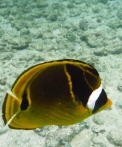 Fujifilm FinePix XP80 Waterproof Digital Camera with 2.7-Inch LCD (Yellow) Yellow 104 71SVEPmegL