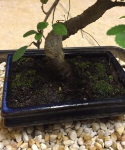 9GreenBox Chinese Elm Bonsai Tree Style 8 50 71SXpUbQy3L