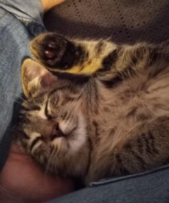 Purina Friskies Pate - (2 Packs of 12) 5.5 oz. Cans 5.50 Ounce (Pack of 24) Pate Variety Pack 42 71SahHMrnfL