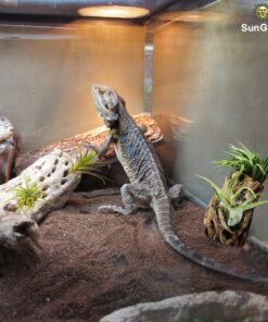 SunGrow Cholla Wood, 5” Climbing Logs, Chew Toy, Aquarium Fish, Snail & Shrimp Driftwood, Décor Adds Raw Beauty, 3 Pack (3 Pieces, 5 inches) 33 71SfP06KsL 3