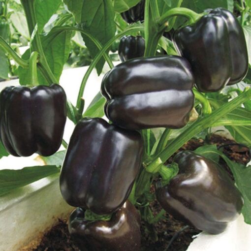 Sweet Bell Pepper Black Horse Seeds Heirloom Vegetable for Planting Giant Non GMO 30 Seeds