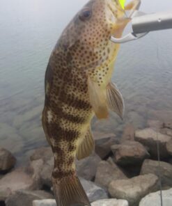 Berkley Gulp! Alive Swimming Mullet Soft Fishing Bait Chartreuse 4in - Pint 4x7 30 71Sgf3T4BjL