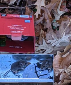 Victor M310S Tin Cat Multi-Catch Live Mouse Trap - Indoor and Outdoor Humane Catch and Release 1 Trap 29 71SiKd8WN L